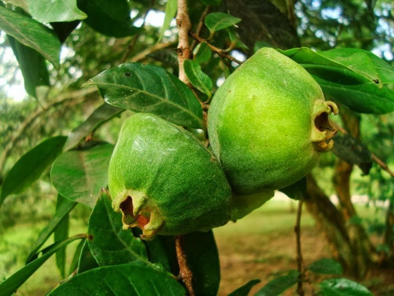 Камбучи (Камбуси) (Campomanesia phaea) - бразильский плод, уроженец Атлантического леса