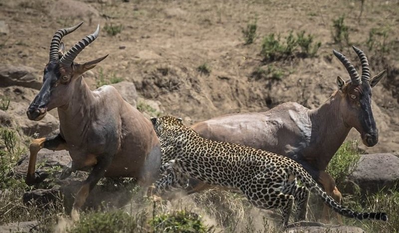 Уникальные снимки неудачной охоты леопарда
