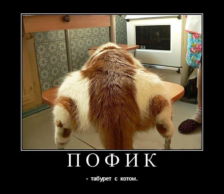 Субботние ФиШутки