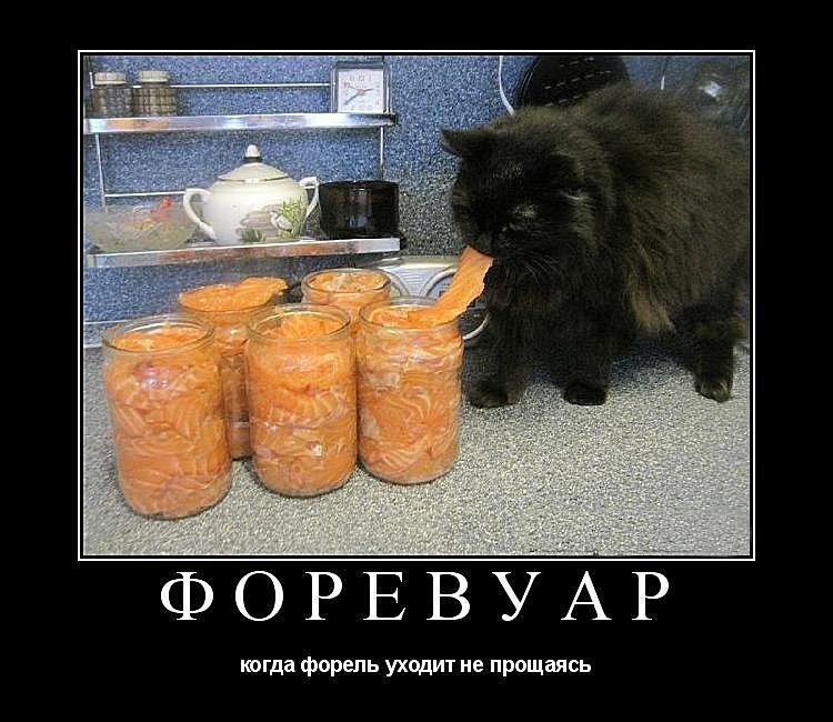 Субботние ФиШутки