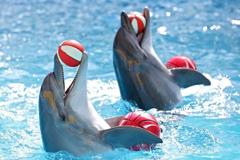 6. Дельфины