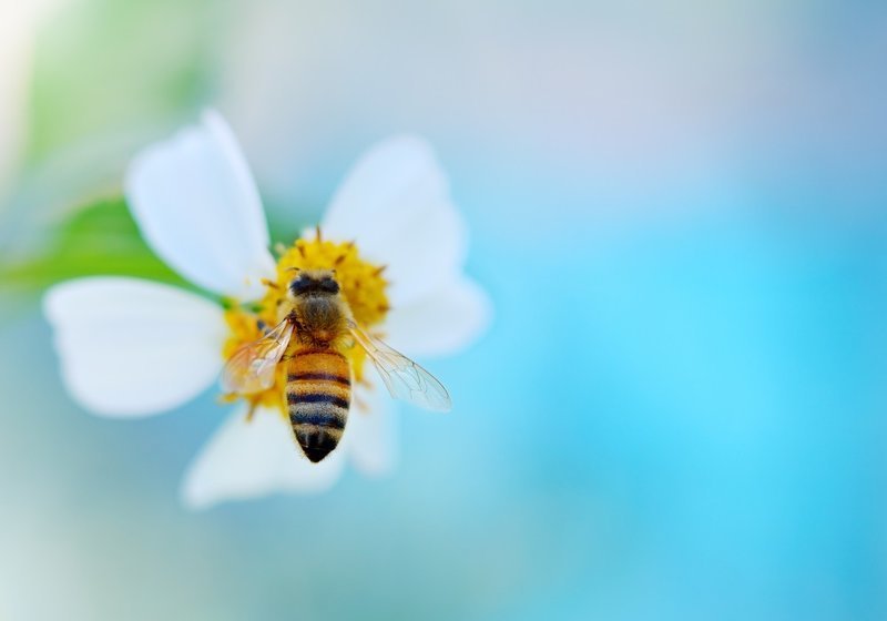 5. Пчёлы