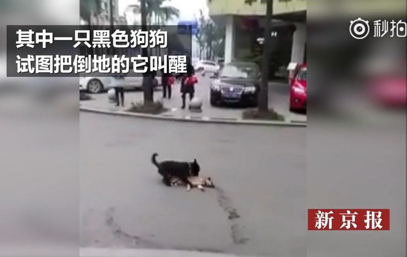 Пёс пытается «разбудить» сбитого машиной товарища