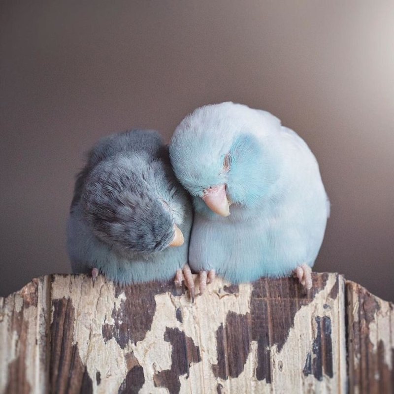 Фото влюбленных пастельных попугаев, которые растопят ваше сердечко