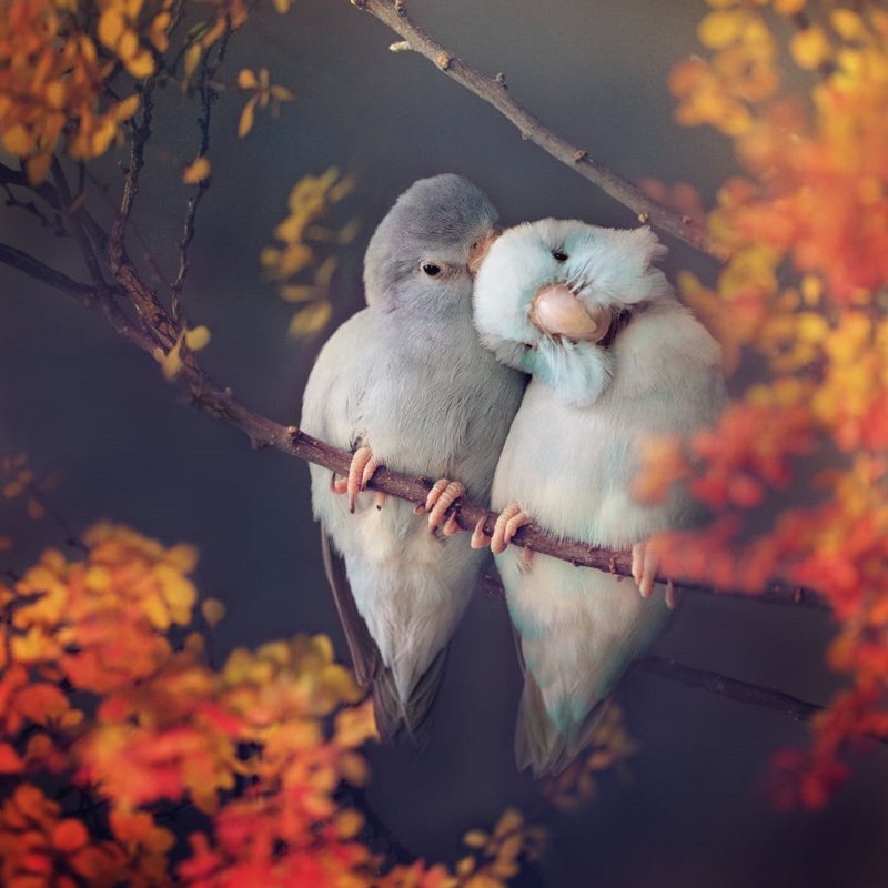 Фото влюбленных пастельных попугаев, которые растопят ваше сердечко