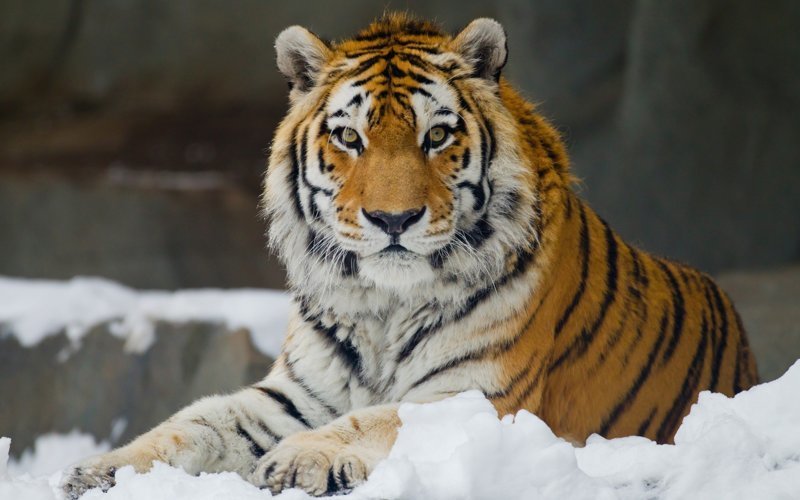 Кордоны для охраны амурского тигра открылись в Приморском крае