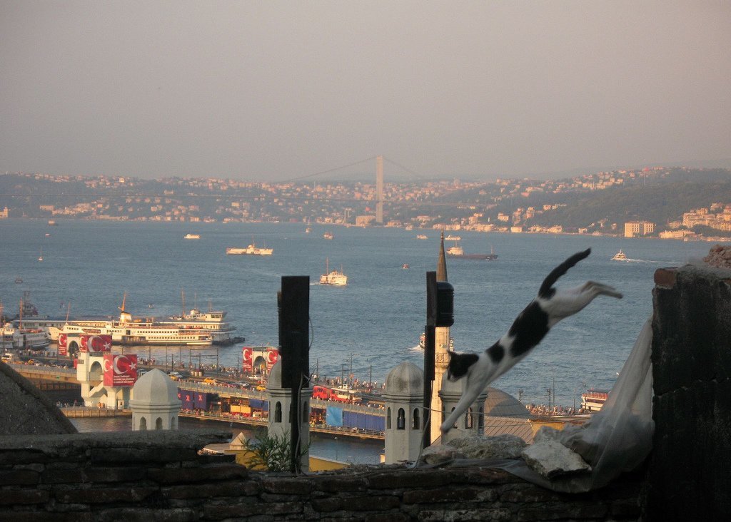 Турецкий город коз и кошек. Коты в Стамбуле. Стамбул город котов. Город кошек в Турции. Кошачий город.