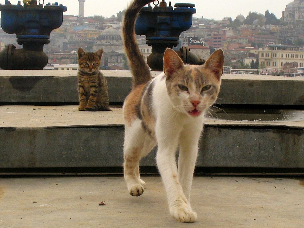 Коты в турции фото