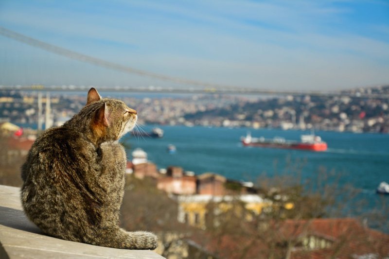 Самые кошачьи города мира: Стамбул