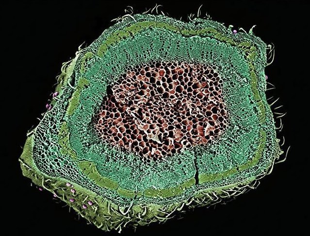 Лист конопли под микроскопом что такое даркнет hydra2web