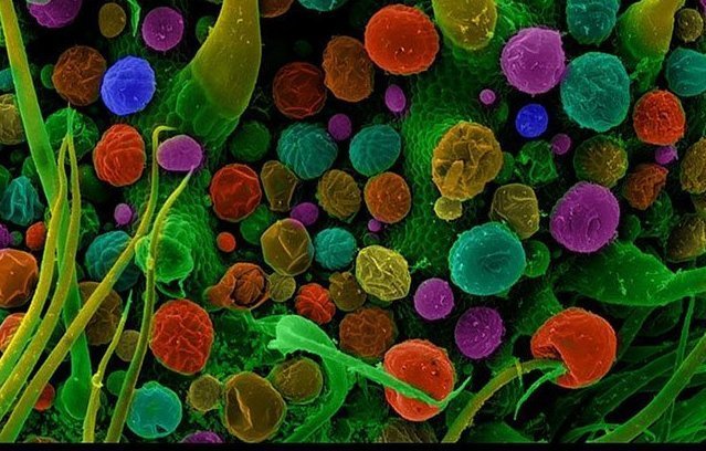 марихуана фото под микроскопом