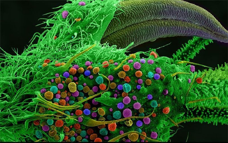 лист конопли под микроскопом