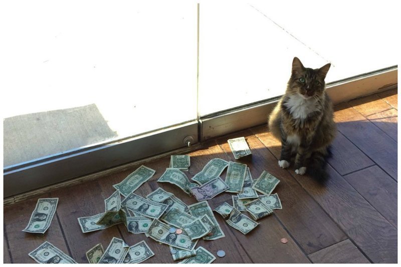 Как обычный кот стал зарабатывать настоящие деньги