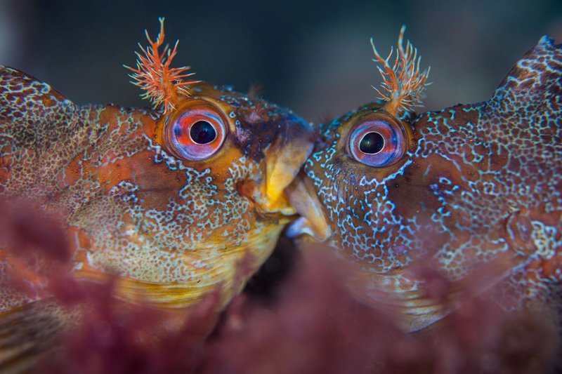 Невероятные снимки победителей конкурса подводной фотографии