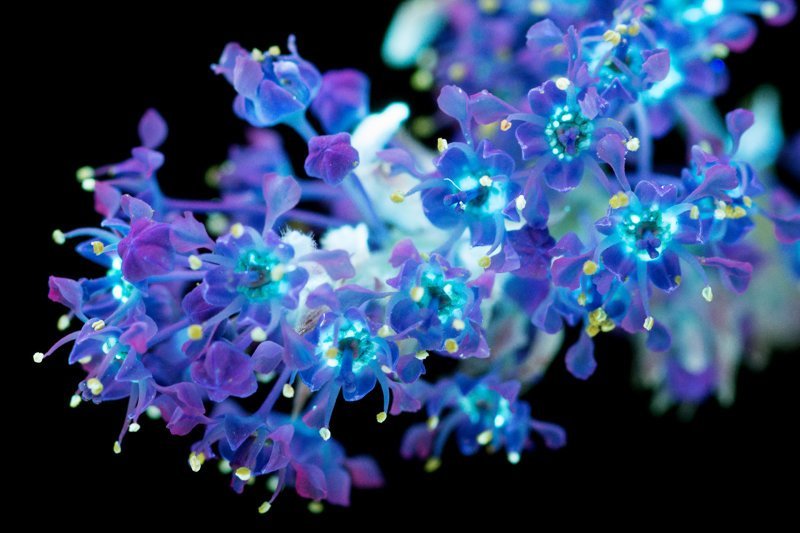 Ультрафиолетовая съёмка, неожиданно открывшая невероятно красивую флуоресценцию цветов