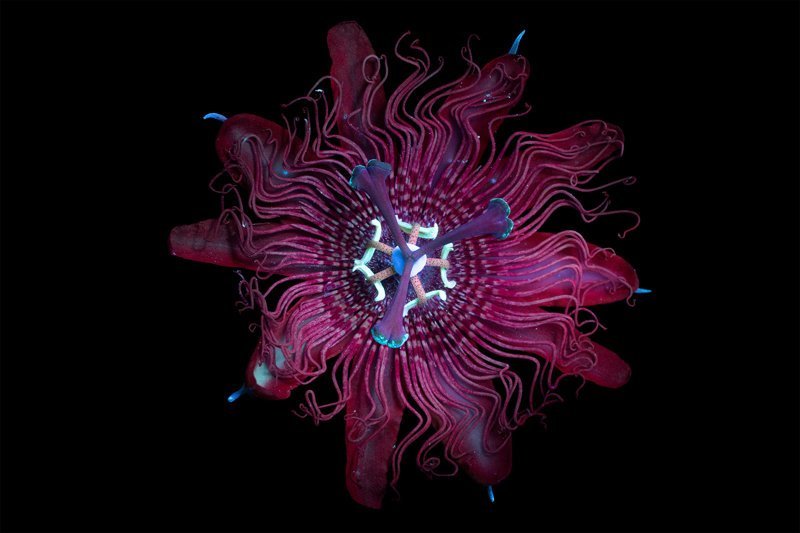 Ультрафиолетовая съёмка, неожиданно открывшая невероятно красивую флуоресценцию цветов