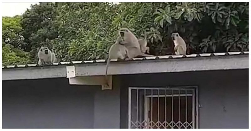 Трогательное воссоединение обезьянки со своей семьей