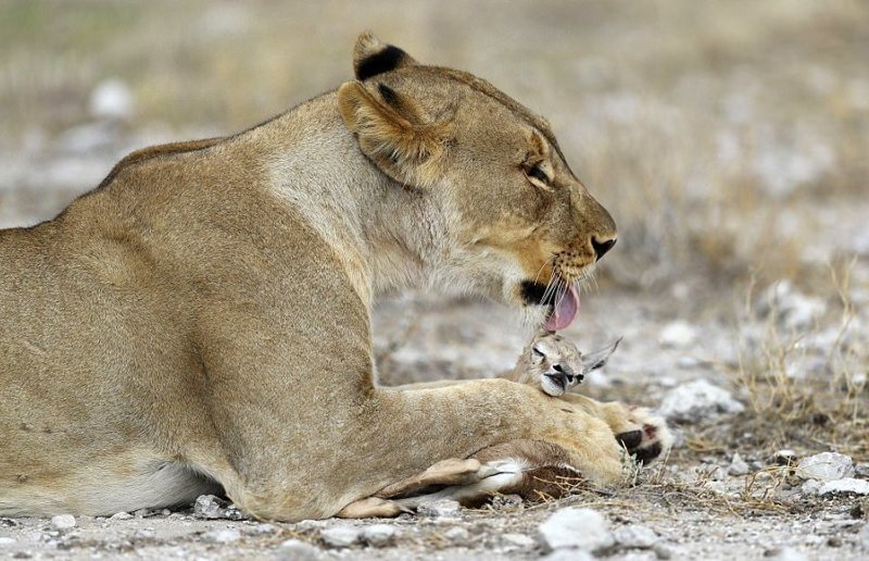 Львица, потерявшая детёнышей, приютила маленькую антилопу