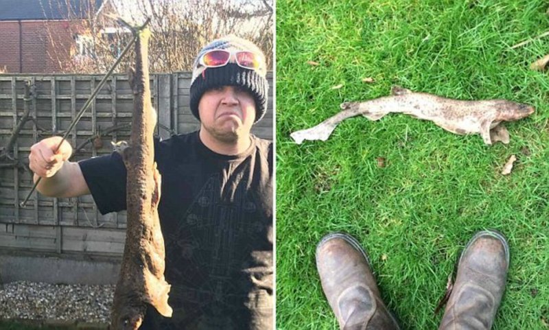 Житель Великобритании нашёл в своём дворе акулу, которая упала с неба