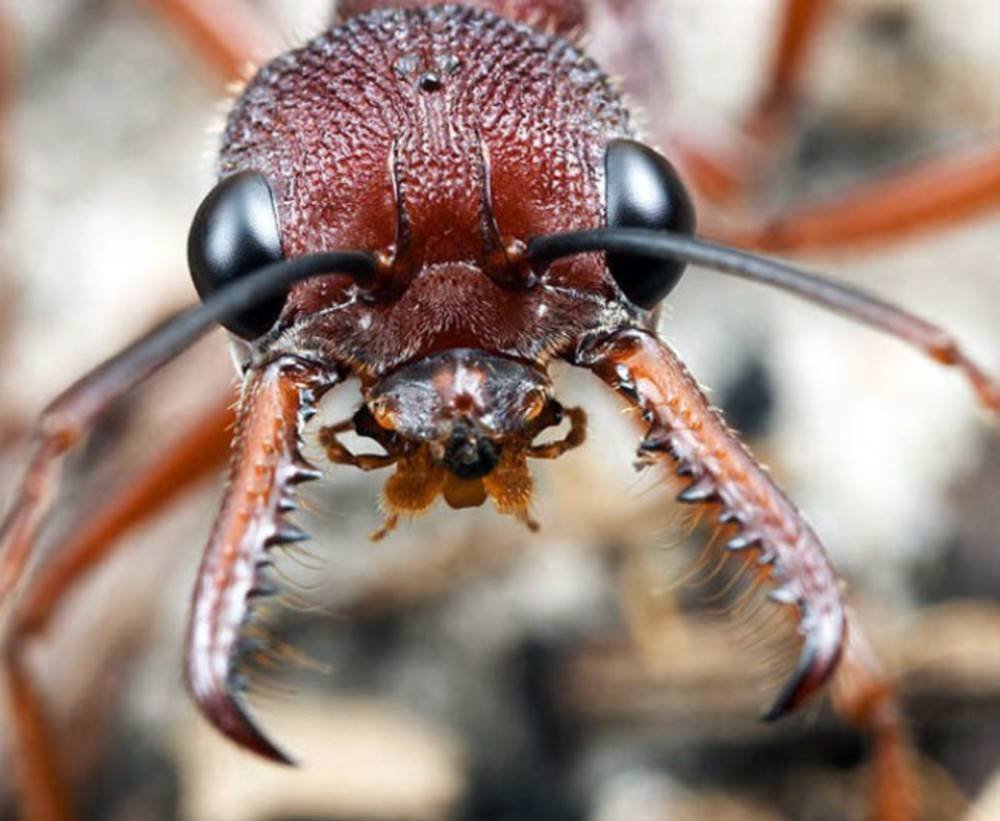 Страшный мир насекомых. Myrmecia pyriformis. Муравьи - Myrmecia nigriscapa. Мандибулы муравья. Красный муравей-бульдог.