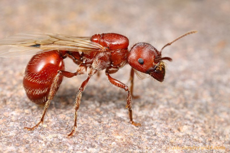 Red Harvester муравей