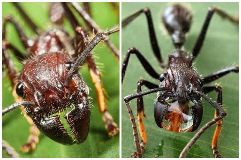 В «Реестре болевых ощущений от укусов насекомых», составленном в 1990 году неким Джастином Шмидтом, укус этого муравья занимает почетное первое место