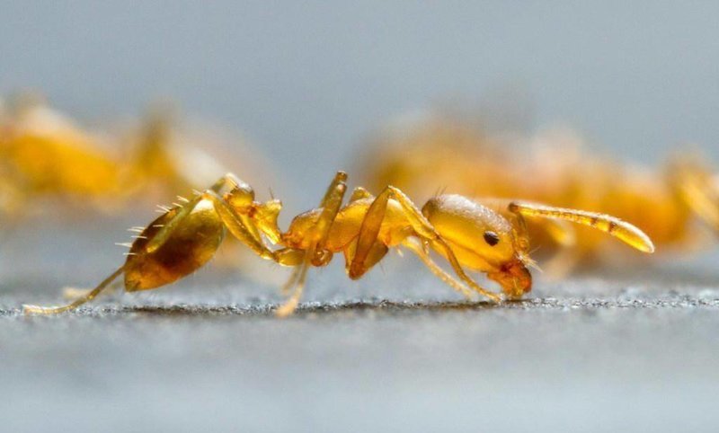 Желтые муравьи на первый взгляд абсолютно безопасны, имеют небольшие размеры тела