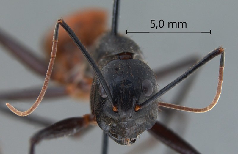 Гигантский Малайзийский муравей Camponotus gigas