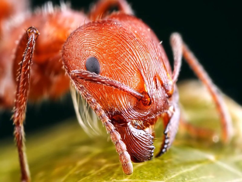 Красный огненный муравей, Муравей огненный импортный красный — один из самых опасных в мире инвазивных видов муравьёв, обладающий сильным жалом и ядом, которые могут стать смертельно опасными для людей, страдающих от аллергии