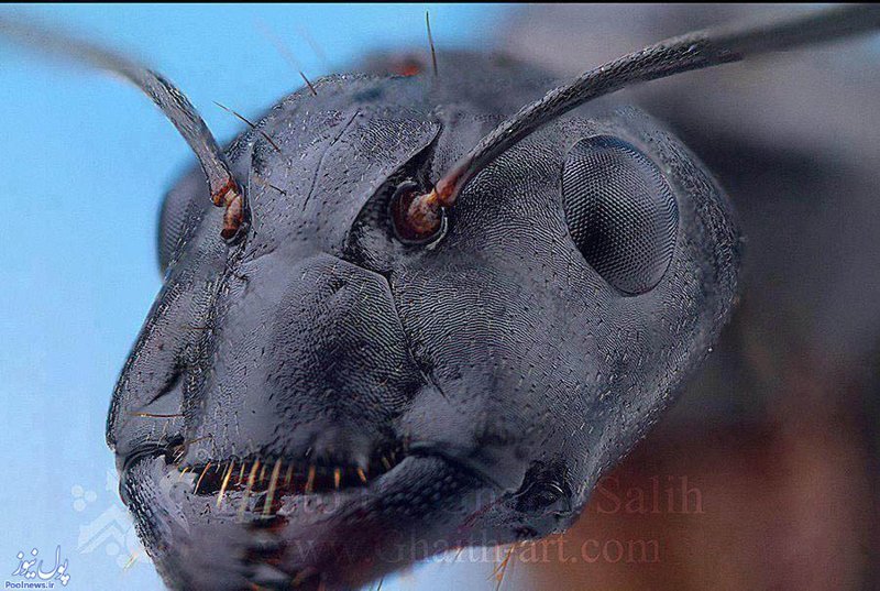Мелкие монстры - самые опасные муравьи в мире