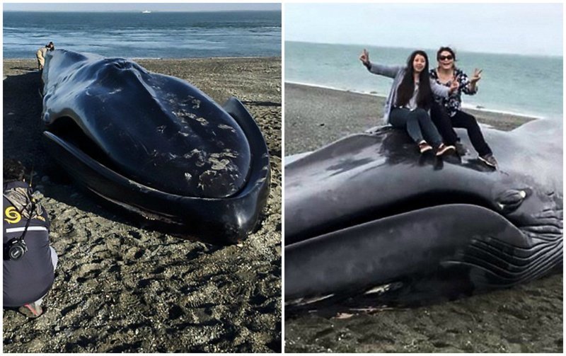 На пляже в Чили поиздевались над бездыханным телом синего кита