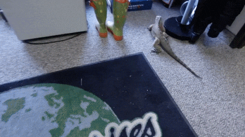 Любимое лакомство