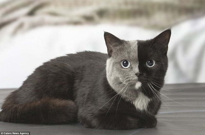 Новая звезда сети: "двуликая" кошка из Франции с уникальным окрасом