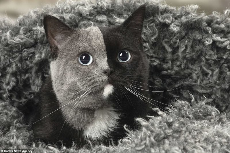 Новая звезда сети: "двуликая" кошка из Франции с уникальным окрасом