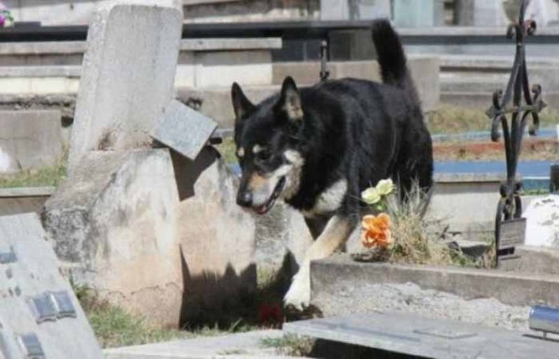 Скончался пес, который 11 лет ночевал возле могилы своего хозяина