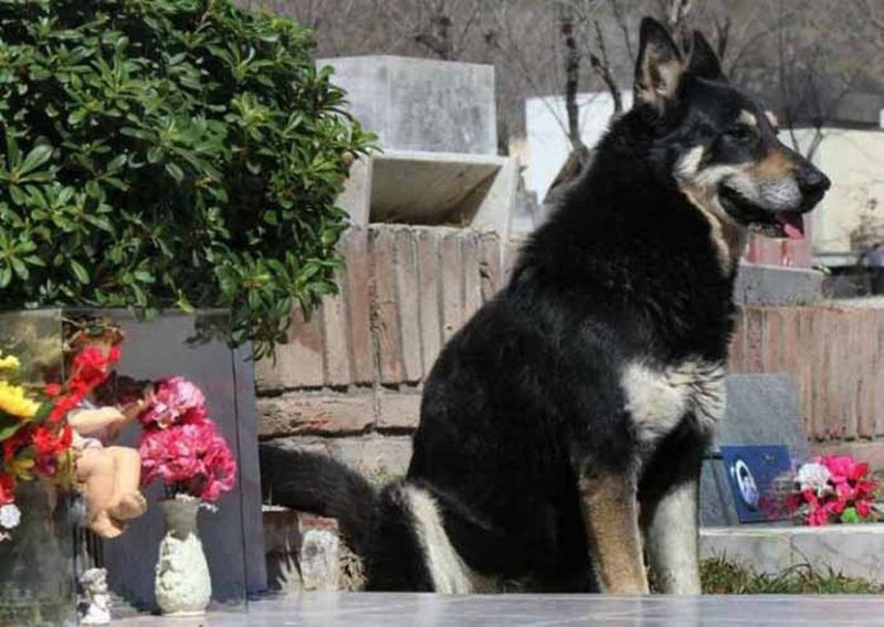 Скончался пес, который 11 лет ночевал возле могилы своего хозяина