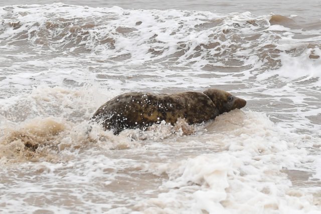 Тюлениха чуть не умерла из-за фрисби, пережавшей её шею