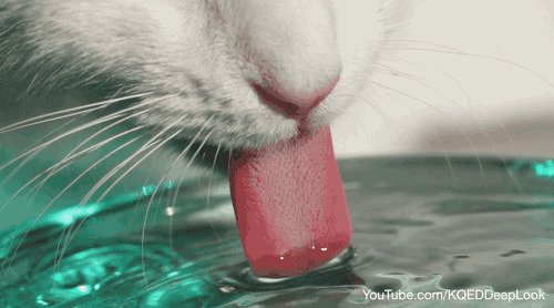 Кошка пьёт воду
