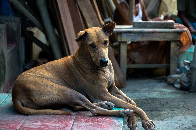 Большие уличные собаки. Уличные собаки. Уличные собака в Индии. Уличный пес.