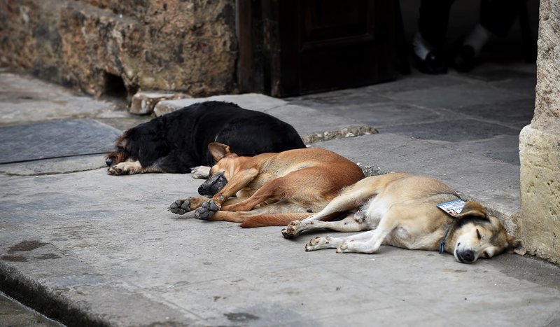 Колоритные уличные собаки со всего мира