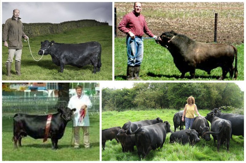 Коровы породы Декстер (Dexter Cows) - очень редкая пород, самая маленькая из европейских. Выведена в Ирландии