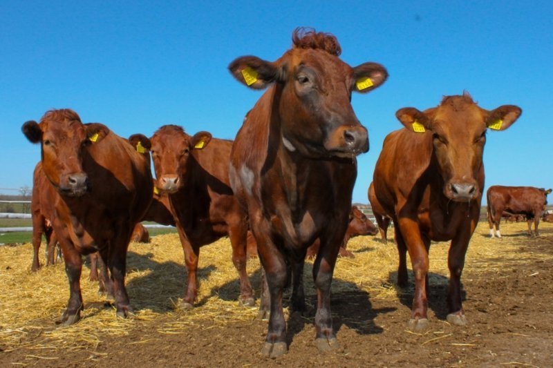 Красная степная порода коров - самая молочная порода. Рекорд принадлежит корове Морошке (Омская область) - 12426 кг молока в год