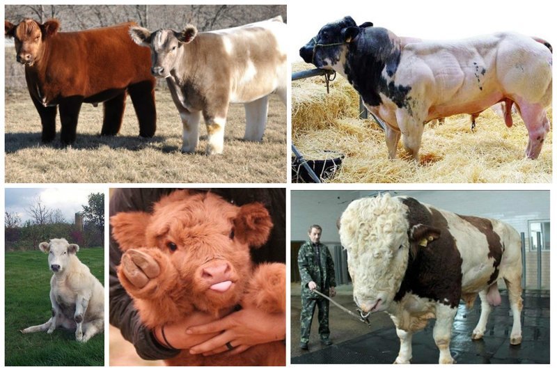 В наши дни в мире существует около 1100 пород коров (генетически устойчивых разновидностей), выведенных на основании искусственного отбора и упорного труда селекционеров