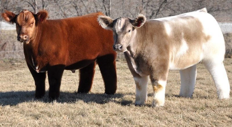 Плюшевая корова  из Айовы - декоративная порода, пока непризнанная официально, но вызывающая неизменный восторг по всему миру