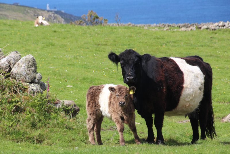 Опоясанные Коровы Галлоуэй (Belted Galloway Cows) - похожи на печеньки Орео. Молочная порода, выведенная в Шотландии