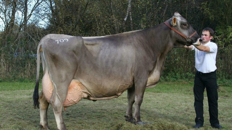 Швицкая порода коров – это комбинированная, мясо-молочная порода, родина которой – Швейцария. Животное имеет бурую масть с различными оттенками – от мышино-серого до коричневых тонов разной степени насыщенности.