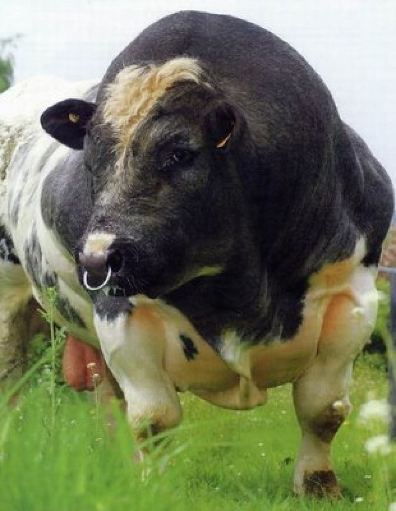 Удивительной накачанностью мясной составляющей отличаются бельгийские голубые коровы. Своим внешним видом они наводят на мысль о том, что в природе тоже существуют животные-тяжеловесы