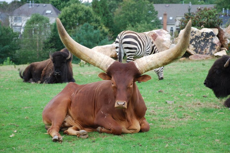 Особенность коров Ватусси - огромные рога, которые помогают животным переносить жару. В своей структуре рога имеют разветвленную кровеносную систему, которая работает как регулятор температуры.