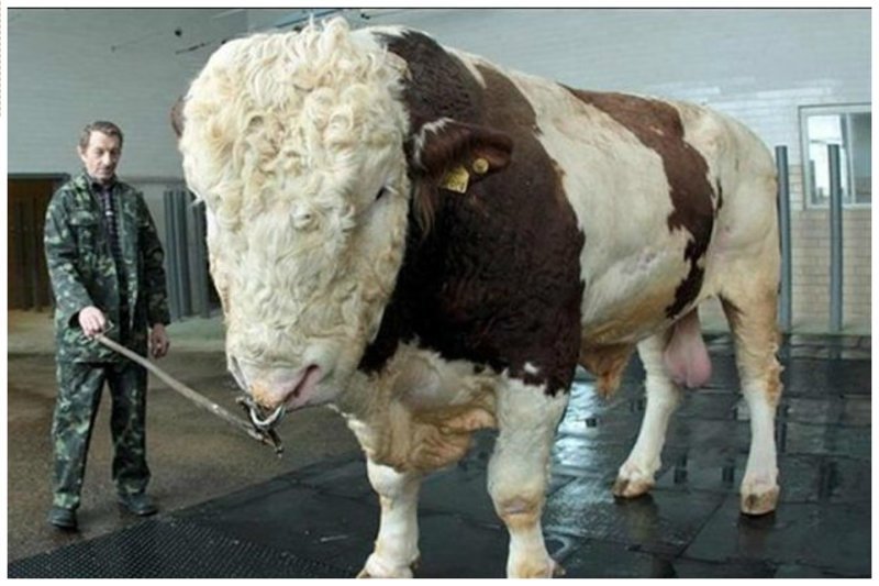 И еще - один из самых больших быков в мире - Рипп, Подольской породы. Весит он более 1500 килограмм и считается лучим производителем - 50 тысяч телят в год (искусственное осеменение - живая корова его просто не выдержит)
