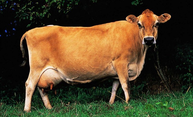 Джерсейская порода коров — старинная, жирномолочная (до 6%) разновидность родом из Англии. Активно разводится в США, Канаде, некоторых странах Европы, Австралии и Новой Зеландии
